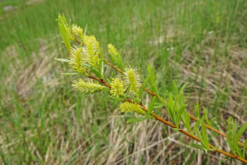 Ива остролистная (Salix acutifolia)