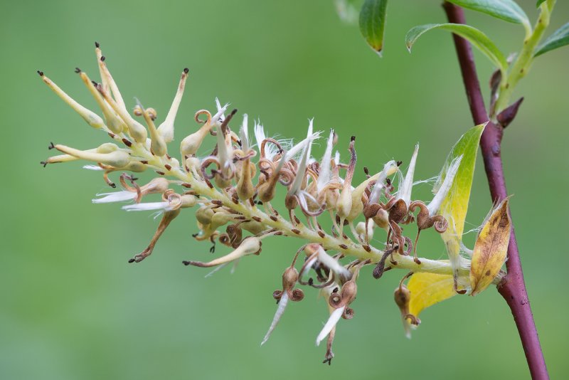 Ива американка гигантская Salix Americana l