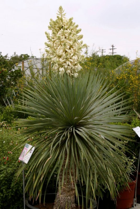 Юкка отвороченнолистная (Yucca recurvifolia)