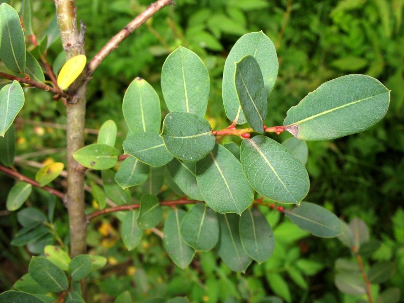 Ива курильская Salix kurilensis