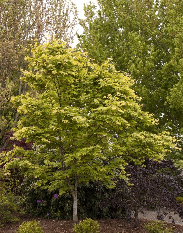 Дуб красный Quercus rubra