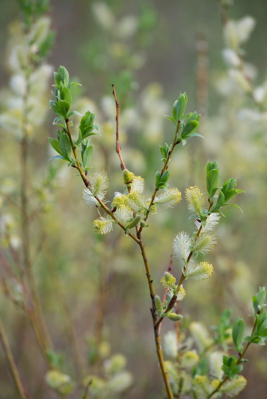 Ива Штарке - Salix starkeana