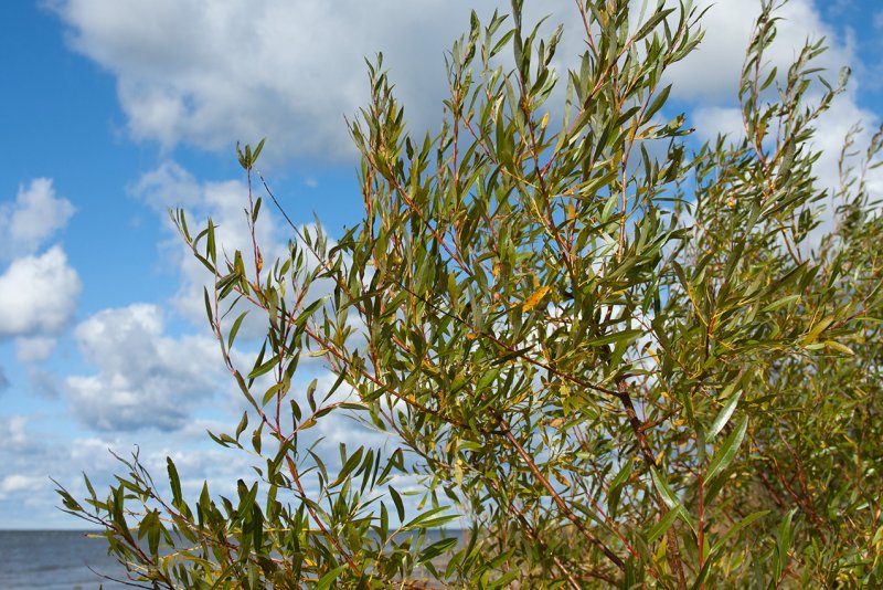 Salix schwerinii