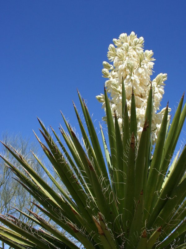Юкка отвороченнолистная (Yucca recurvifolia)