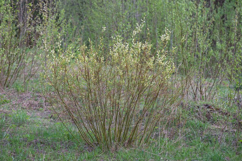Salix mucronata