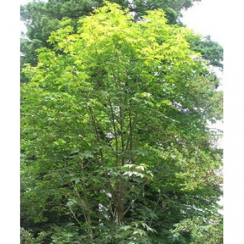Клен красный Acer rubrum летом