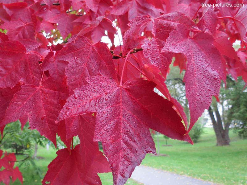 Клен Acer rubrum лист