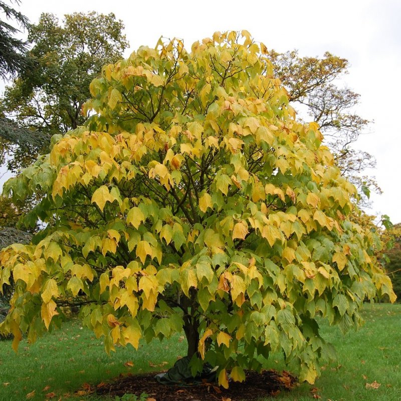 Клен зеленокорый (Acer tegmentosum)