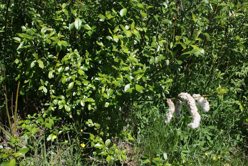 Ива пепельная Salix cinerea