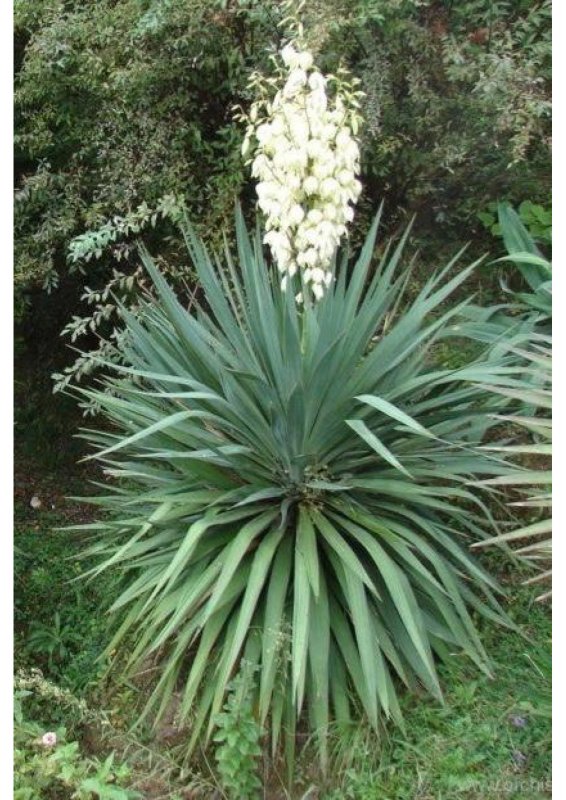 Yucca Corsa