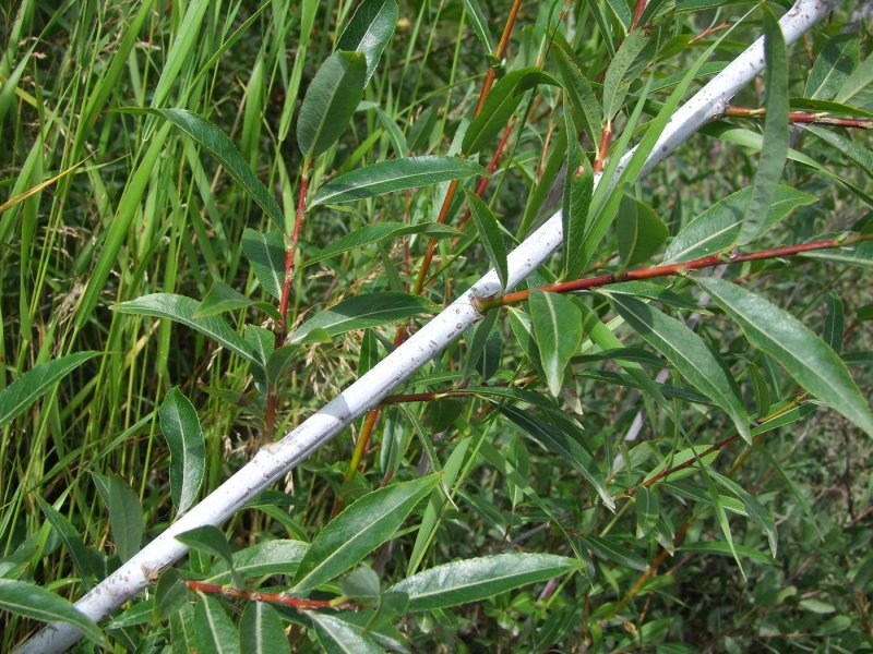 Ива филиколистная Salix phylicifolia