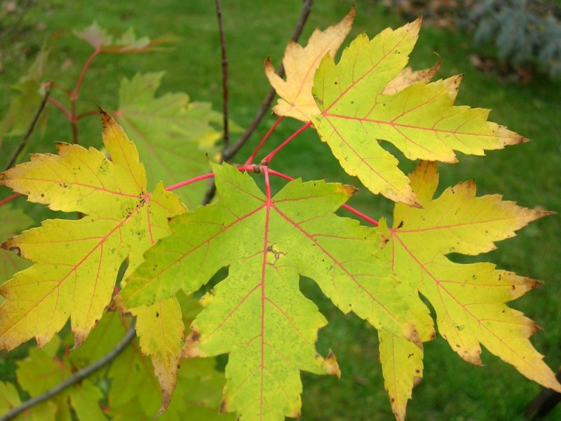 Клен серебристый Acer saccharinum