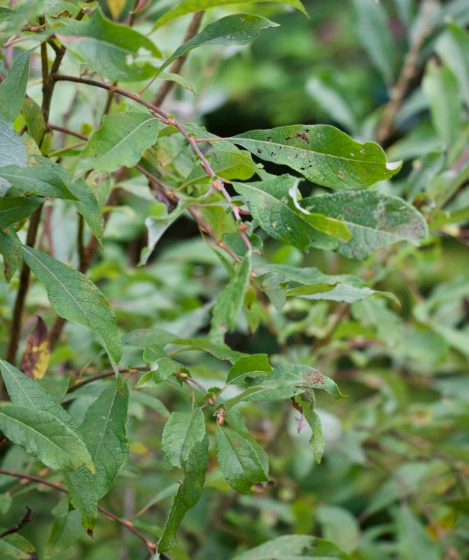Salix hastata