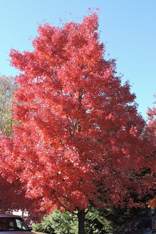 Acer grandidentatum