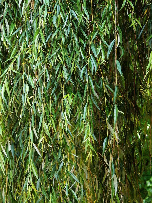 Ива шерстистопобеговая (Salix dasyclados)