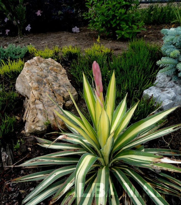 Юкка Yucca filamentosa