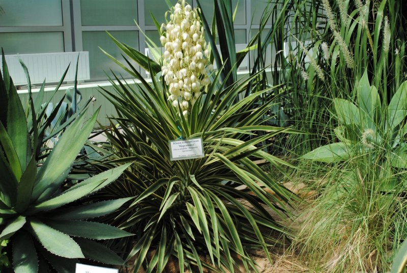 Marginata Юкка