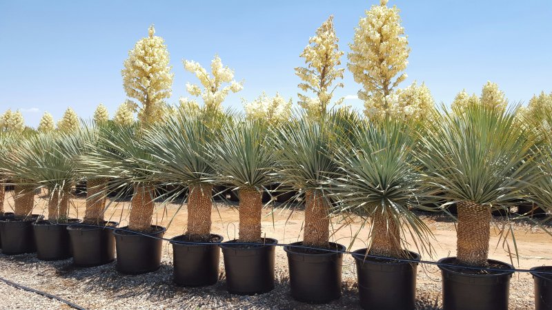 Юкка отвороченнолистная (Yucca recurvifolia)