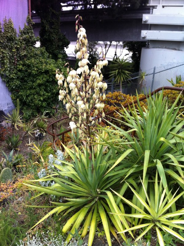 Юкка отвороченнолистная (Yucca recurvifolia)