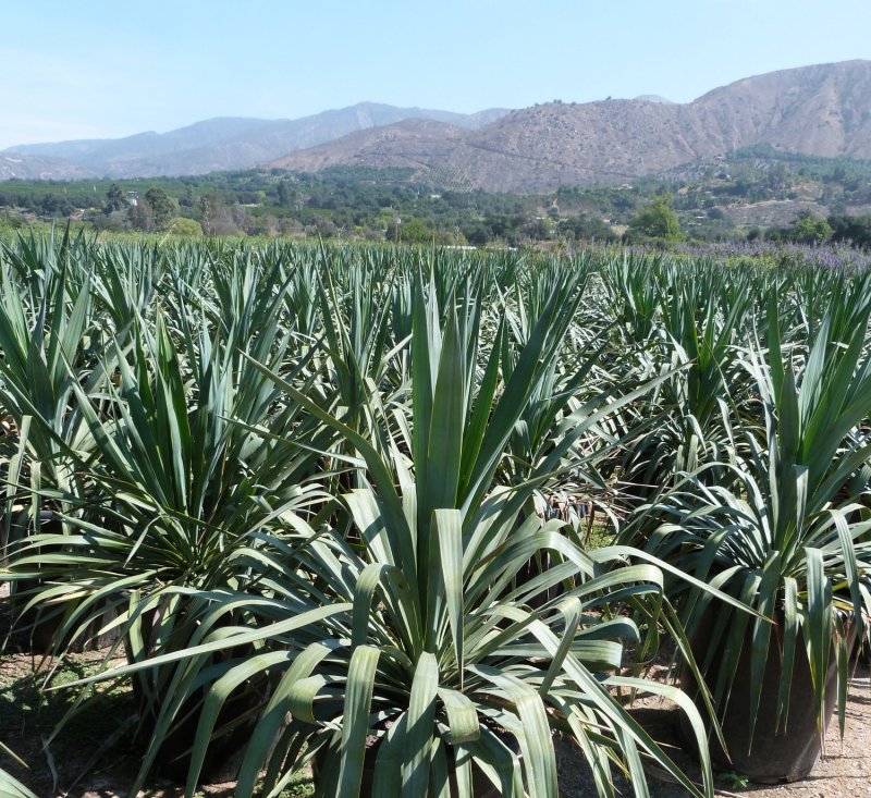 Юкка отвороченнолистная (Yucca recurvifolia)