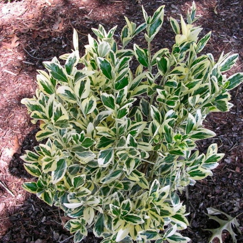 Бересклет Форчуна radicans