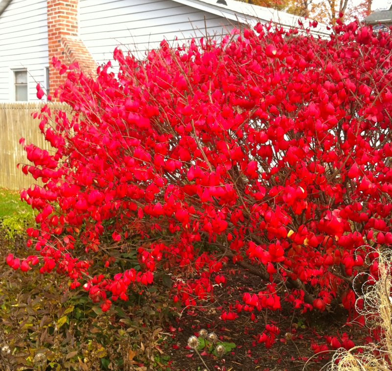 Euonymus japonicus ‘Silver King’