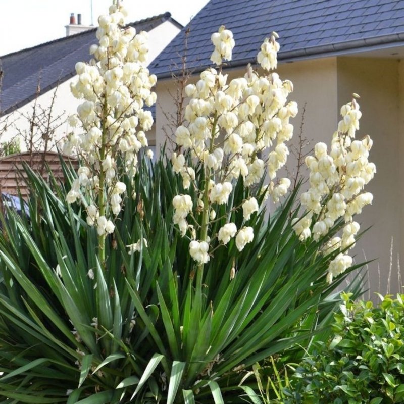 Юкка нитчатая (Yucca)