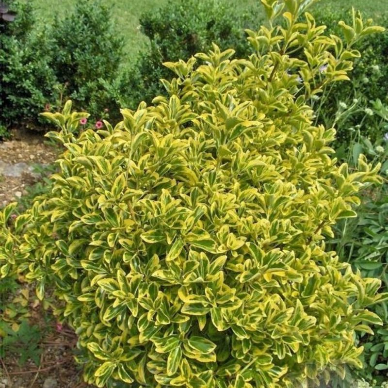 Бересклет крылатый Euonymus alatus
