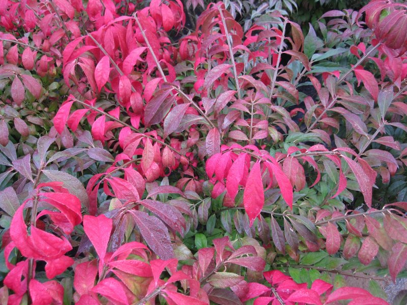 Euonymus alatus. Compactus зона зимостойкости