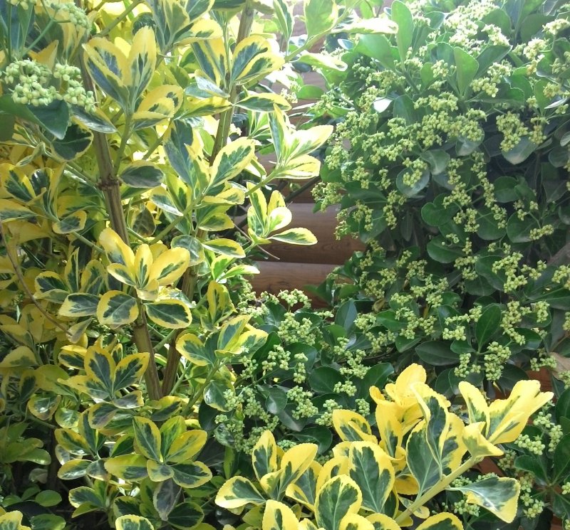 Euonymus japonica Aurea