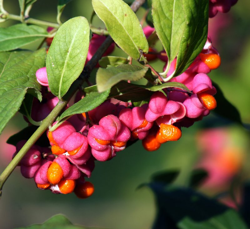 Euonymus japonicus