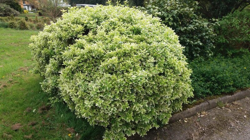 Бересклет крылатый (Euonymus alatus Compactus p9)