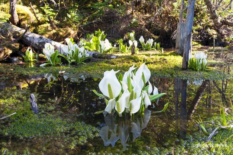 Лизихитон Lysichiton Camtschatcensis