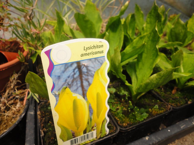 Lysichiton americanus Western Skunk Cabbage