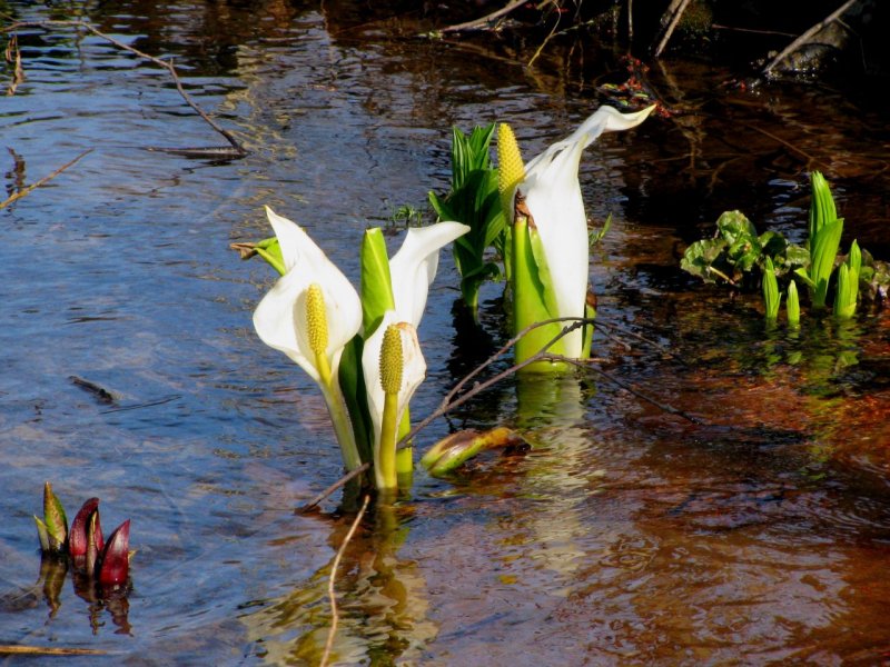 Lysichiton americanus