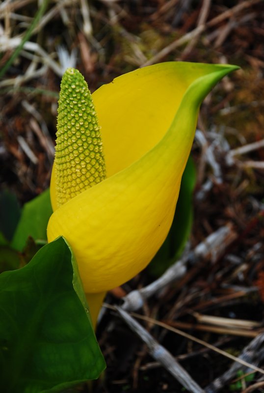 Лизихитон Lysichiton Camtschatcensis