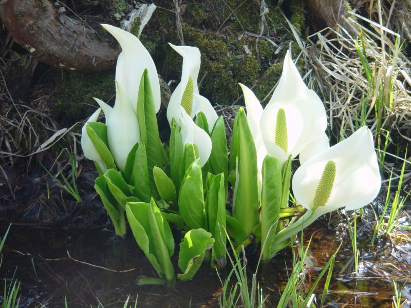Временнокрыльник Камчатский (лизихитон)