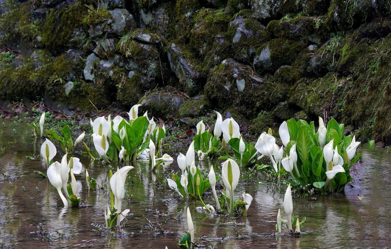 Лизихитон Lysichiton Camtschatcensis