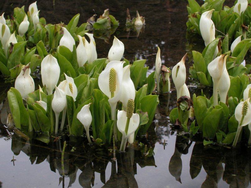 Lysichiton americanus