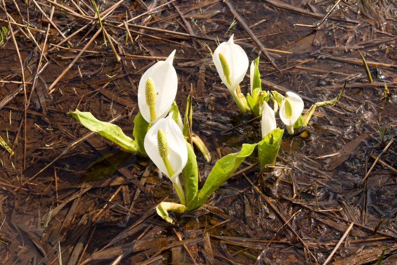Symplocarpus renifolius