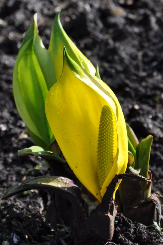 Skunk Cabbage