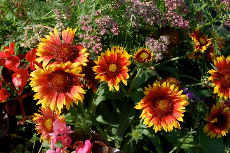 Gaillardia pulchella Dwarf Sundance Red