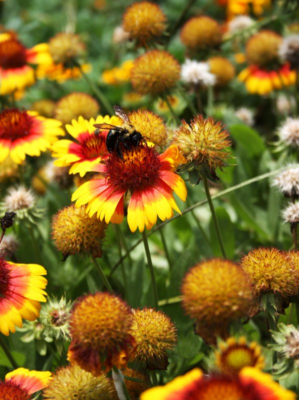 Flora just