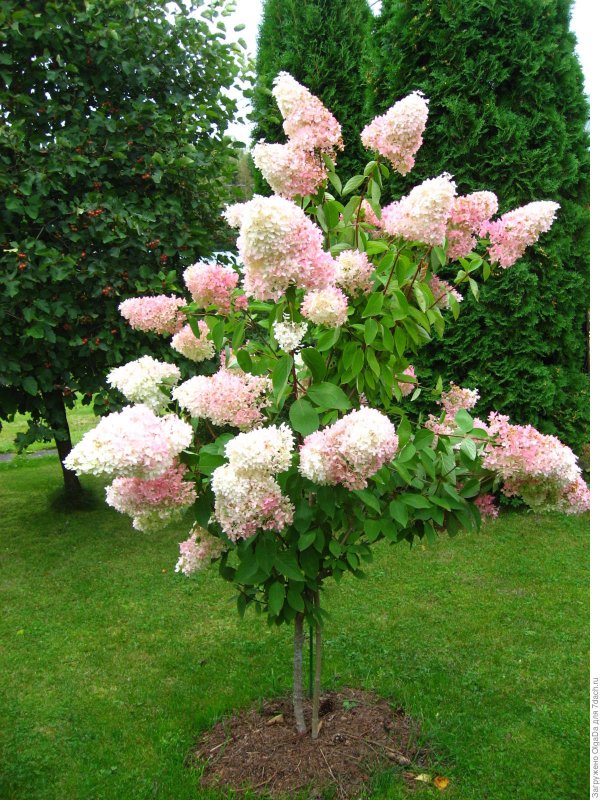 Гортензия метельчатая Vanille Fraise