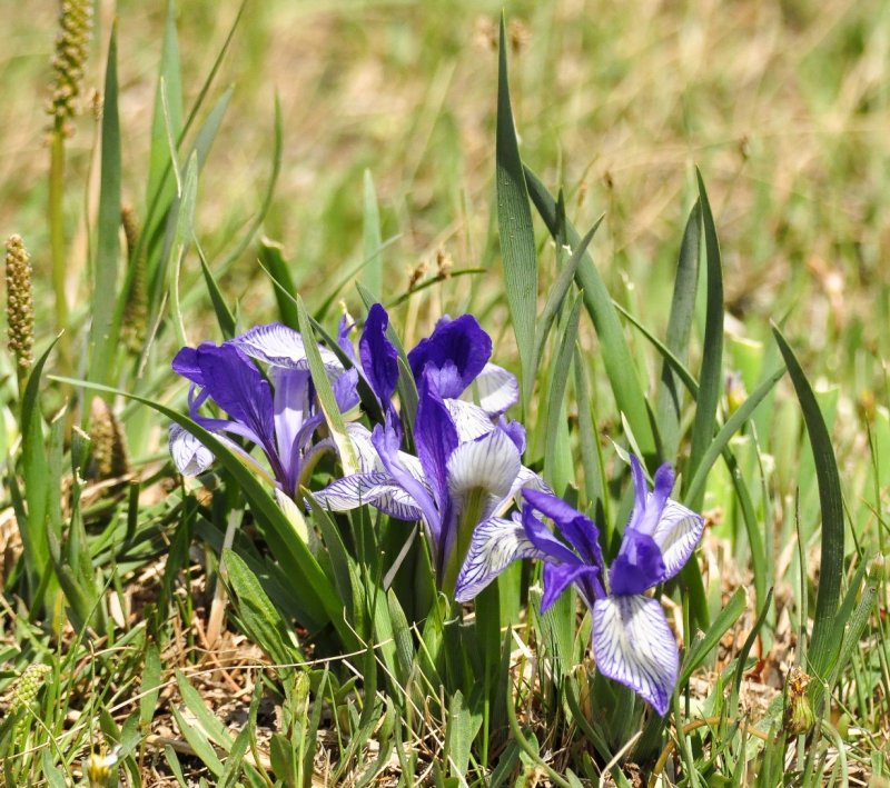Касатик двучешуйный Iris biglumis