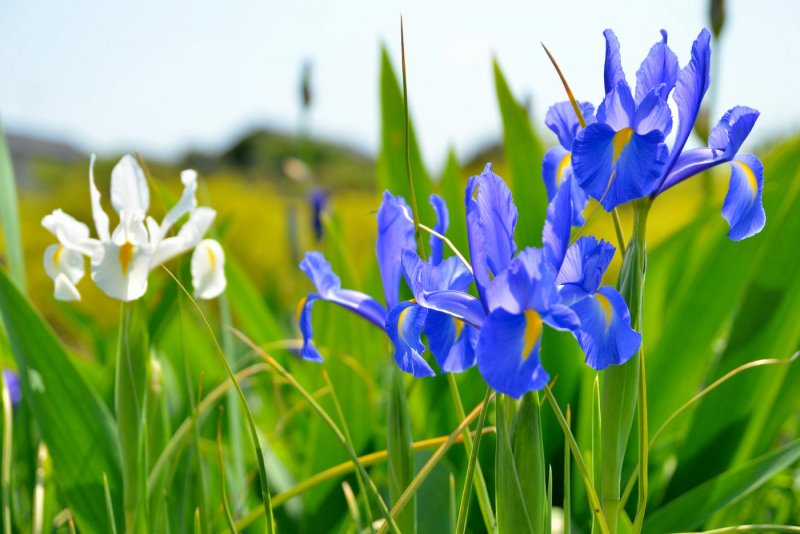 Ирис гладкий Iris laevigata