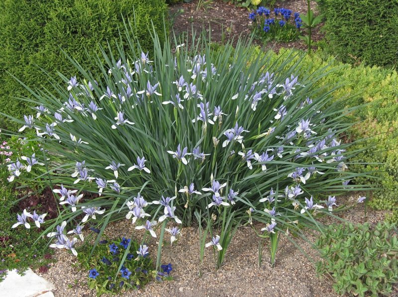 Iris Lactea Colors
