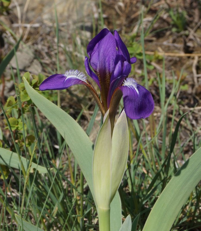 Iris Goessens