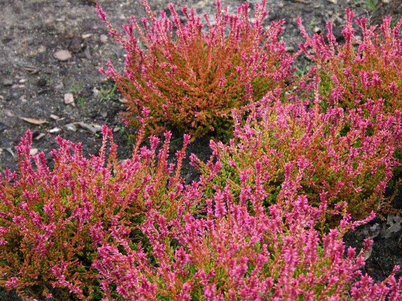 Calluna vulgaris Besenheide