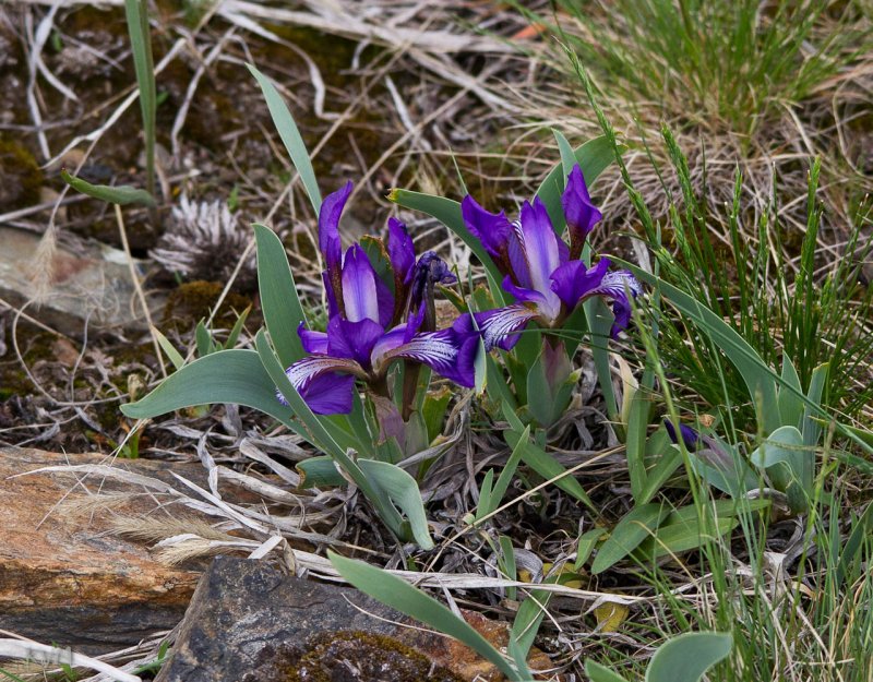 Iris Goessens